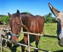 Фото Alstonville Country Cottages