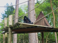 разнообразие интересных сооружений для полноценной жизни обезьян просто поражает: это и различные канаты, гамаки, лесенки, тарзанки, шалаши на деревьях ...