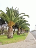 Пальмы - особая гордость марокканцев. В стране по закону запрещена вырубка пальм и других деревьев, а потому вдоль улиц и дорог высятся вот такие крас