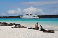 "Galapagos Journey III" проходит вдоль пляжа, где греются на солнце морские котики