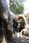 Храмы Ангкора во власти джунглей
