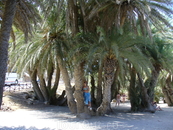 Вай. Пальмовая роща - под охраной ЮНЕСКО.
