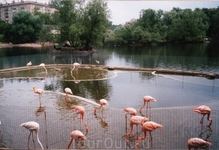 обязательно посетите Московский Зоопарк!