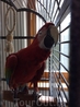 Чудесный попугай в отеле. На лето он перебирается в бОльший вольер, а пока сидит в клеточке.