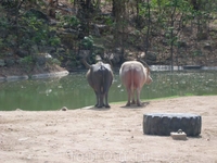 Die Konferenz der Tiere