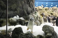 Пингвинарий
