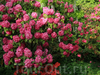 Фотография Розовый сад в Берне