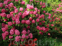 Розовый сад в Берне