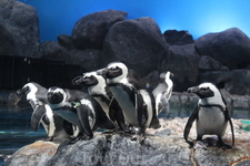 Океанариум на о.Лангкави решили посетить только потому что там содержаться пигвины, которых в живую мы не разу не видели. 
  Очковый пингвин. Единственный вид пингвинов который гнездится в Африке
