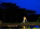 Фото Sweetwaters Tented Camp Nanyuki