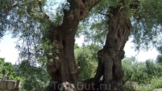 вековые оливковые деревья
