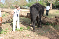 Слоновий питомник. Черный индийский слоненок.