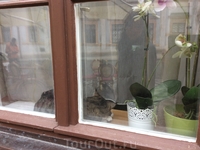 Там живет чудный котище)