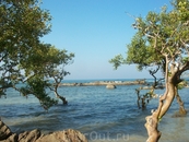 мангровые деревья