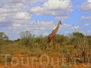 Ну,а это одно из самых больших животных на земле.Жирафов мы встретили лишь пару раз за всё сафари.