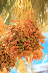Недалеко от Дуза находится Джемма - финиковая столица Туниса, где обрабатывается более 800 000 финиковых пальм.
Каждый четверг в Дузе проходит традиционный ...