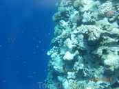Голубая лагуна.
Здесь очень красивые коралловые рифы и много много рыб