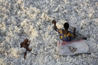 Уборка хлопка. Буркина-Фасо