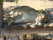 Тунис: День в зоопарке - Friguia Park