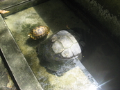 черепахи