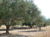 Оливковая роща о.Крит.