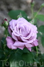 Розы - украшение садов. Необыкновенные цвета и ароматы. Они достойны отдельного альбома