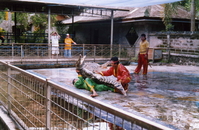 На крокодиловой ферме - представление для туристов