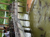 Крокодиловая ферма по дороге на водопад Янбай