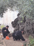 Монахи собирают маслины у Гефсиманского храма
