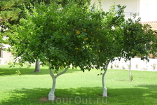 лимонные деревья