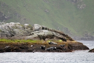 Морские тюлени отдыхают на камнях