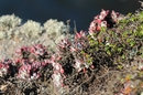 Растительность на скалах Пойнт Лобос