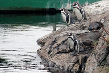 а ещё там живут пингвины! мои любимые пингвины...
Атлантический парк Олесунда