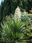 Растение напоминает гиацинт, но громадных размеров.