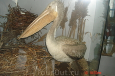 Вот такие пеликаны обитают в районе Скадарского озера, Правда живьем мы их не видели, только в качестве музейного экспаната