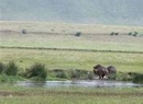 Фото Lemala Ngorongoro Camp