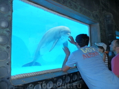 Общение с дельфином в натур парке Mundomar