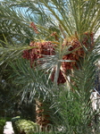 Финиковая пальма.