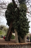 Во дворе церкви Сен-Жюльен-ле-Повр растет самое старое дерево в Париже, в первые в летописях оно упоминается в 1602 году.