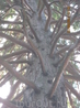 мамонтово дерево
