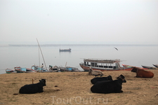 коровы на берегу реки Ганг.