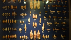 ракушки в музее