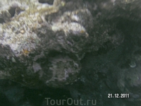 Рыбы и кораллы (подводные съемки - с чехлом)