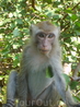 обезьянка на Ко Лане