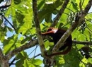 Фото Amazon Reise Eco-Lodge