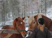 Kamisak Husky and Horse Farm