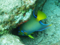 Angelfish