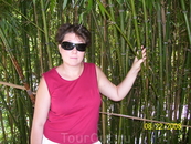 бамбуковая аллея.Никитский ботанический сад