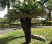 The Woods at Palmas del Mar