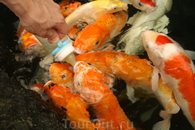 Рыбы-малыши в аквагалерее Паттайи